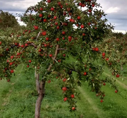 Drummond Farms, Apple Orchard, Apple Picking Ontario, Apple Farm Waterdown, Apple Cider Waterdown, Farmers Market Waterdown